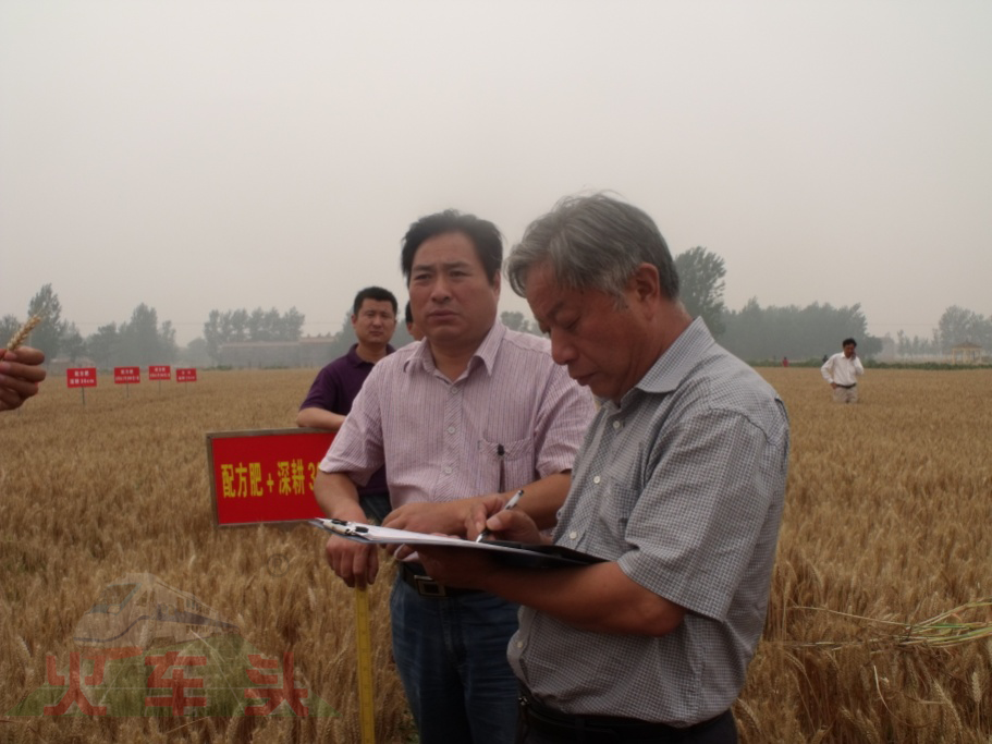 郭天財(cái)教授親自為施用Agri-star?松土促根劑小麥測(cè)產(chǎn)驗(yàn)收