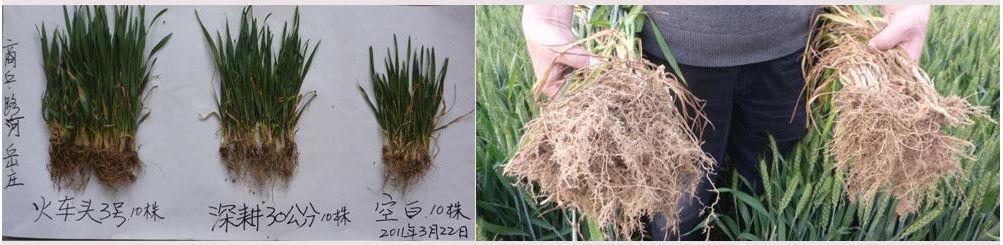 2008年，睢陽(yáng)區(qū)馮橋鄉(xiāng)松土促根劑在小麥試驗(yàn)對(duì)比