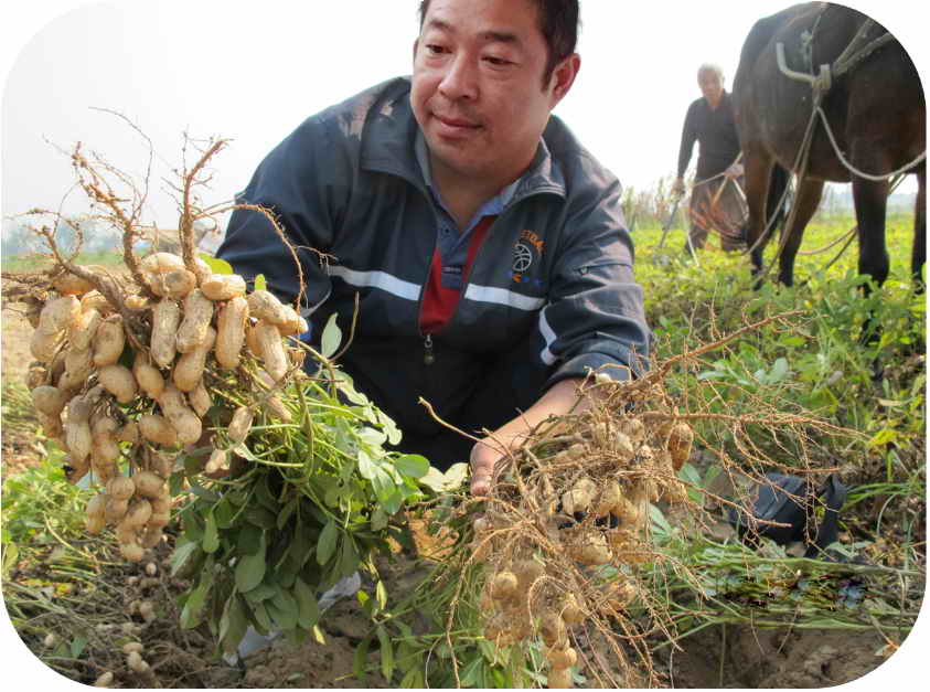 2008年7月26日，松土促根劑在花生上做對(duì)比試驗(yàn)