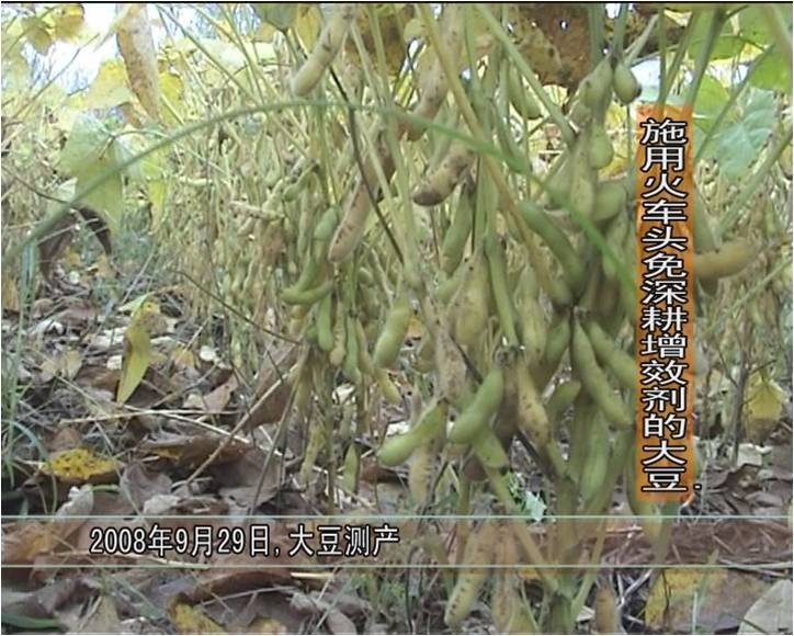 2008年，睢陽(yáng)區(qū)馮橋鄉(xiāng)松土促根劑在大豆試驗(yàn)對(duì)比